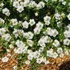 Petunia hybrida 'Picnic White'