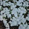 Phlox maculata 'Phloxy Lady White'