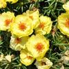 Portulaca grandiflora 'Happy Trails Primrose'