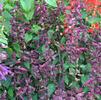 Salvia splendens 'Lighthouse Purple'
