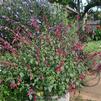 Salvia x hybrida 'Wendy's Wish'