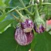 Solanum melongena 'Pinstripe'