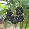 Solanum melongena 'Pot Black'