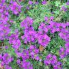 Verbena hybrida 'Veralena Purple Improved'