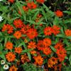 Zinnia marylandica 'UpTown Orange Blossom'