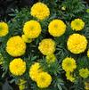 Tagetes 'Discovery Yellow'
