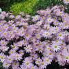 Chrysanthemum x morifolium 'Ryan's Pink'