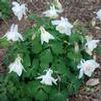 Aquilegia x hybrida 'Spring Magic White'