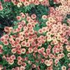 Chrysanthemum hybrid 'Warm Igloo'