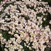 Chrysanthemum x koreanum 'Apricot Single'