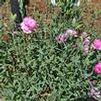 Dianthus caryophyllus 'Garden Spice Pink Improved'