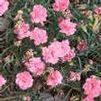 Dianthus caryophyllus hybrid 'Garden Spice Pink'
