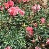 Dianthus caryophyllus hybrid 'Garden Spice Pink Bicolor'