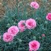 Dianthus hybrid 'Miss Pinky'