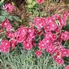 Dianthus hybrid 'Raspberry Surprise'