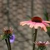 Echinacea purpurea 'Big Sky Summer Sky'