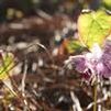 Epimedium hybrid 'Lilac Cascade'