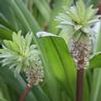 Eucomis hybrid 'Can Can'