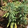 Euphorbia hybrid 'Ascot Rainbow'