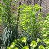 Euphorbia hybrid 'Shorty'
