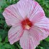 Hibiscus hybrid 'Cordials Peppermint Schnapps'