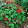 Hibiscus moscheutos 'Carafe Chablis'
