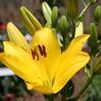 Lilium longiflorum/asiatic 'Golden Tycoon'