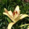 Lilium longiflorum/asiatic 'Suncrest'
