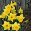 Narcissus hybrid 'Exception'