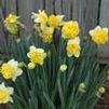 Narcissus hybrid 'Full House'