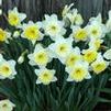 Narcissus hybrid 'Ice Follies'