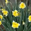 Narcissus hybrid 'Orangery'