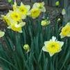 Narcissus hybrid 'Raoel Wallenberg'