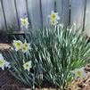 Narcissus hybrid 'Slim Whitman'
