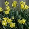 Narcissus hybrid 'Spellbinder'