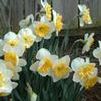 Narcissus hybrid 'Virginia Sunrise'