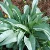 Pulmonaria longifolia 'Majestic'