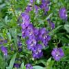 Angelonia 'Angelface Blue Improved'