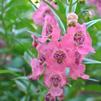 Angelonia 'Angelface Pink Improved'