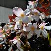 Begonia 'Unstoppable Upright Big White'