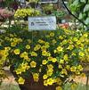 Calibrachoa hybrida 'Lindura Yellow'