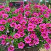 Calibrachoa hybrida 'Million Bells Mounding Brilliant Pink'