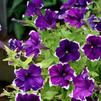 Petunia hybrida 'Fortunia Purple Picotee'