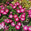 Petunia hybrida 'Fantasy Hot Pink'