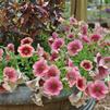 Petunia hybrida 'Suncatcher Vintage Rose'