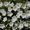 Petunia hybrida 'Supertunia White Improved'