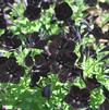 Petunia hybrida 'Sweetunia Black Satin'