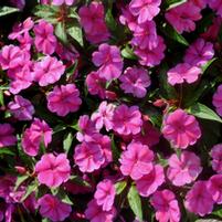 Impatiens hawkeri 'Bounce Pink Flame'
