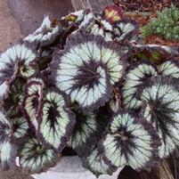 Begonia 'Jurassic Silver Swirl'