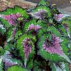 Begonia 'Jurassic Watermelon'